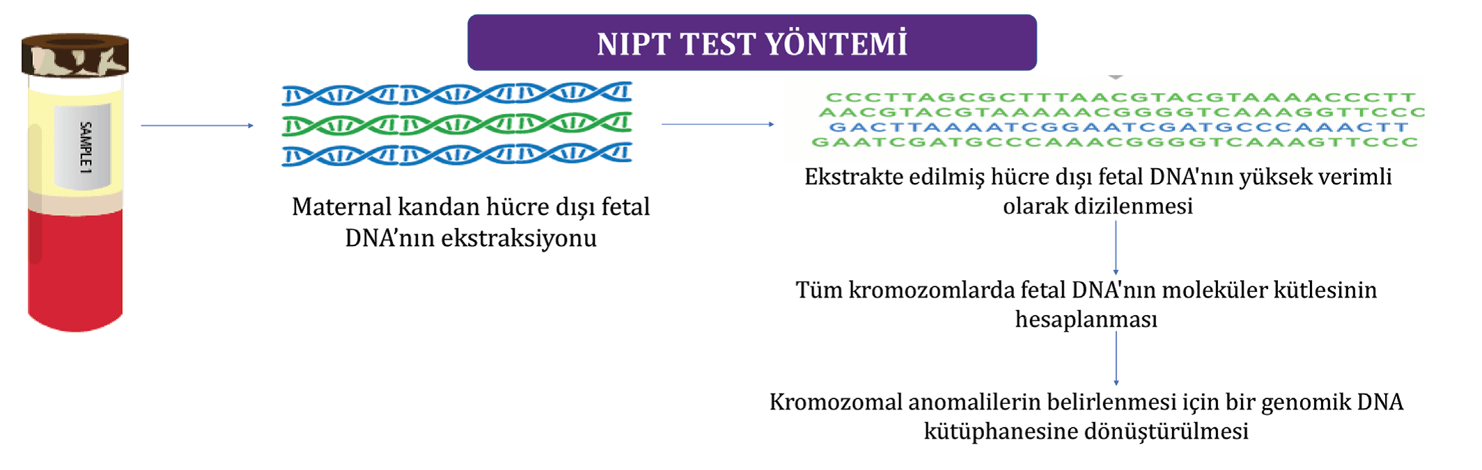 Schema der zellfreien fetalen DNA-Analyse aus mütterlichem Blut bei der NIPT-Methode