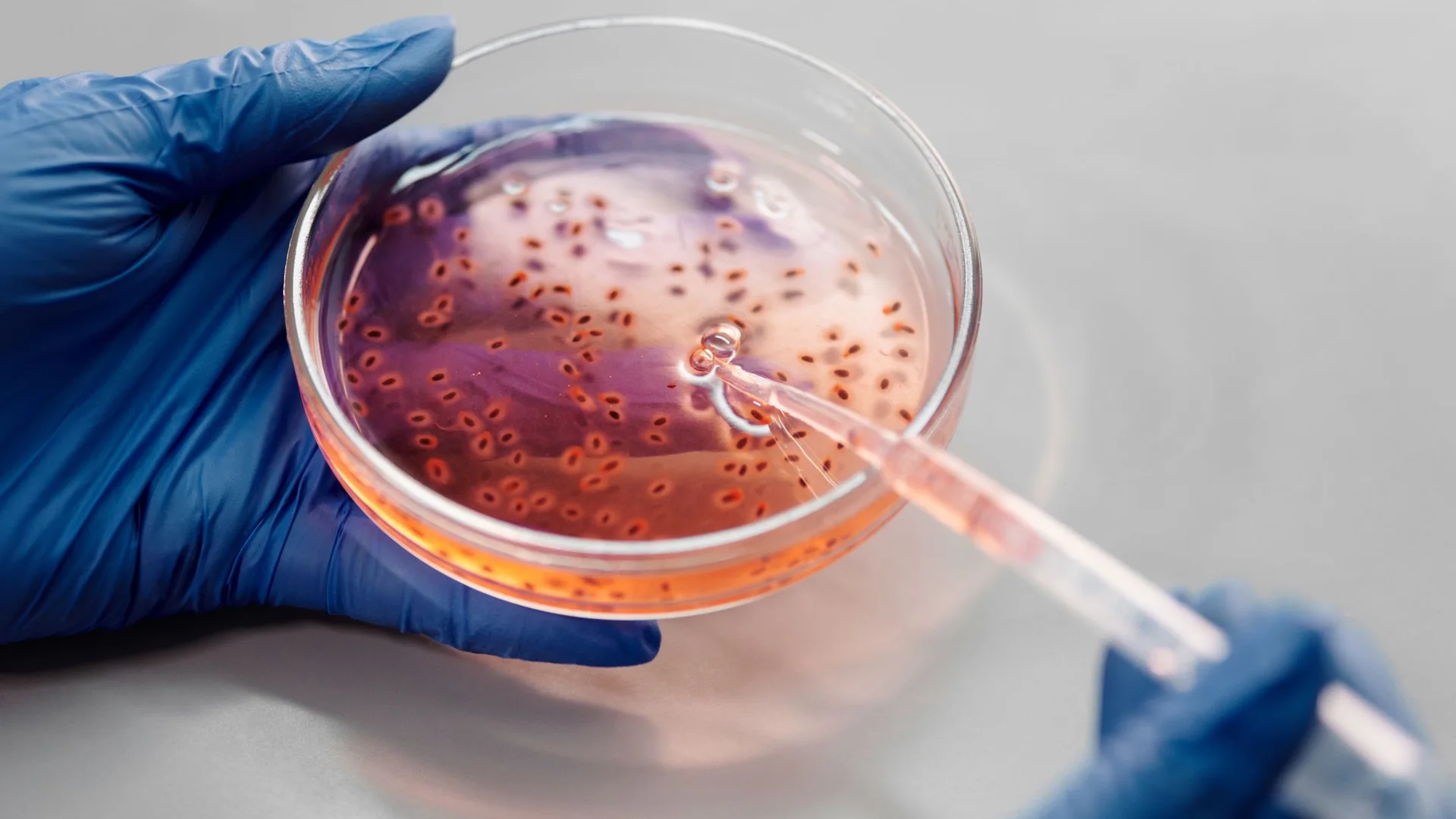 Genetische Probenanalyse im Labor